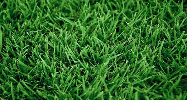 Palisades zoysia grass sod